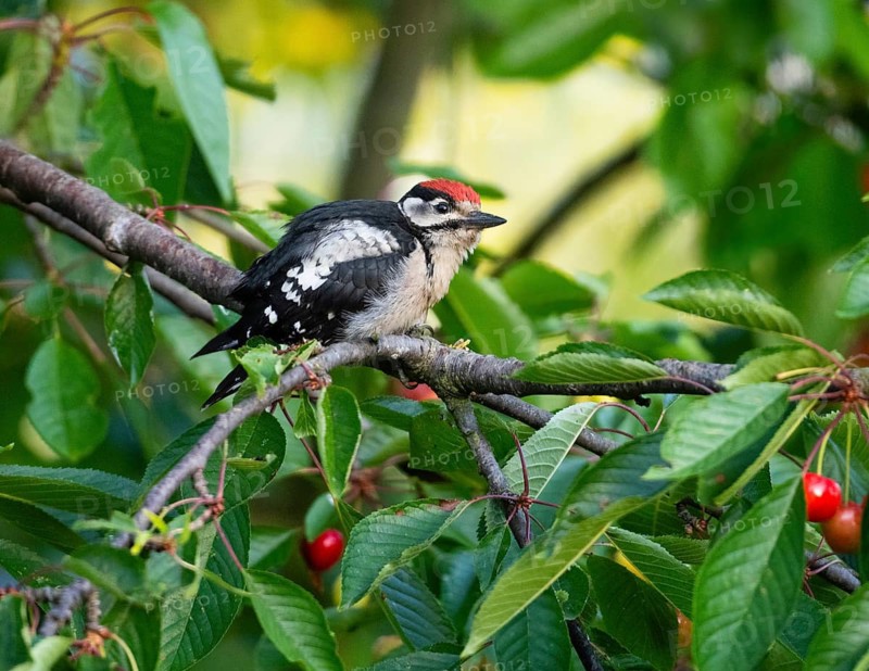 Great Spotted Woodpecker (Dendrocopos major), juvenile bird perched on a branch of a cherry tree, Hesse, Germany
