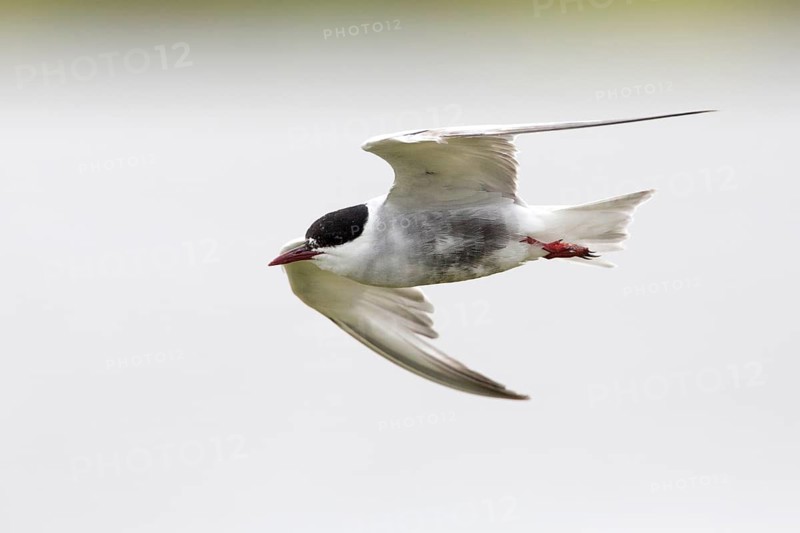 Whiskered Tern (Chlidonias hybrida) flying, Victoria, Australia
