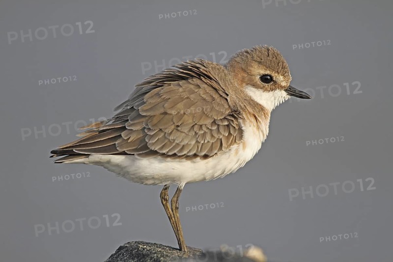 Lesser Sand Plover (Charadrius mongolus), Negombo, Sri Lanka