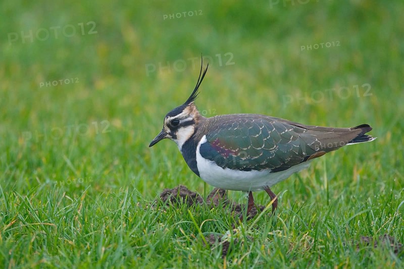 Northern Lapwing (Vanellus vanellus), Netherlands