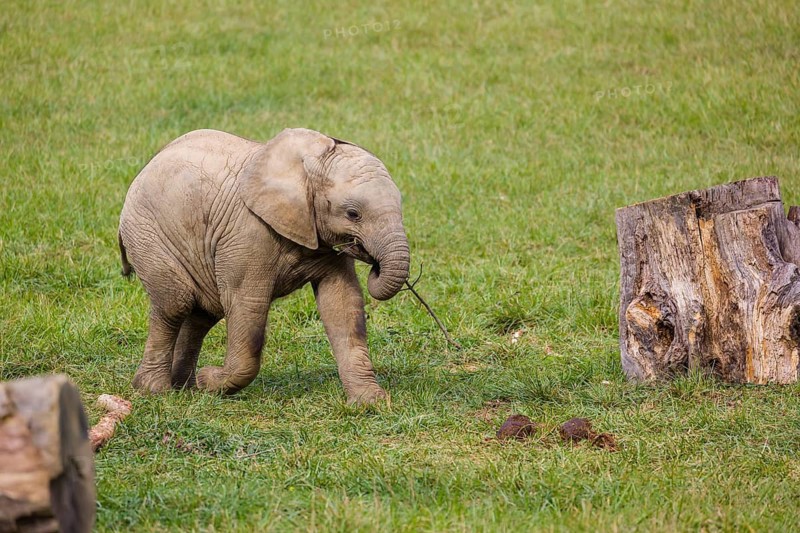 18 months old African baby elephant (Loxodonta africana) plays and runs in a green meadow