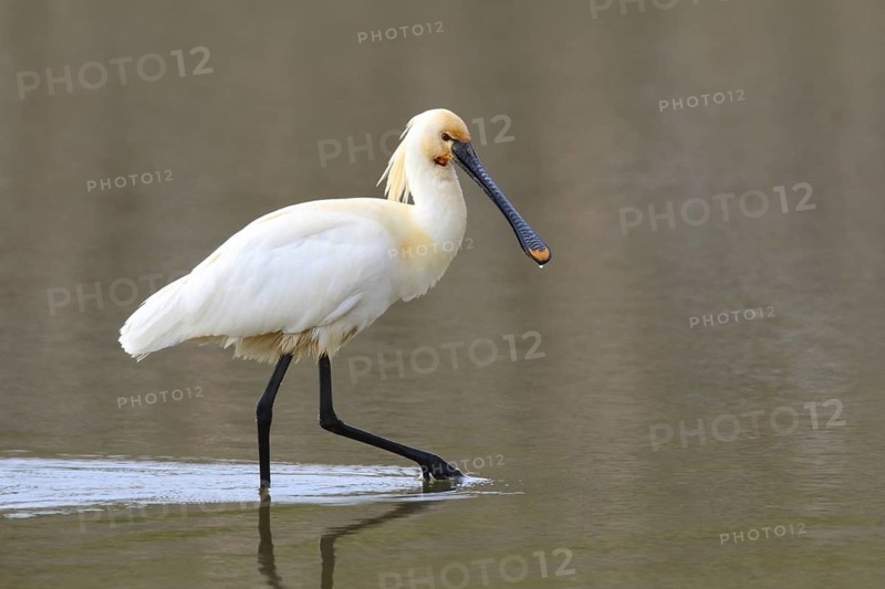 Eurasian Spoonbill (Platalea leucorodia) foraging, Texel, Netherlands