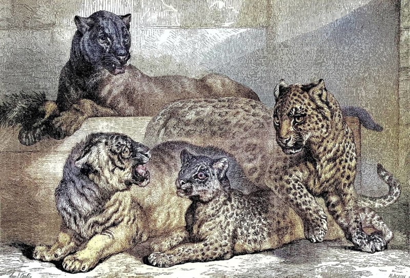 Leopards, Historical, digitally restored reproduction of an original from the 19th century, exact original date not known