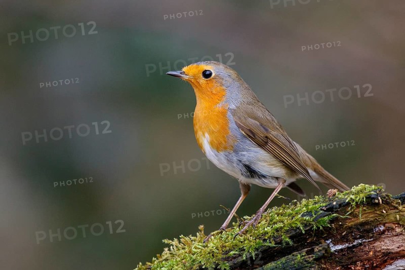 European Robin (Erithacus rubecula) perched on a mossy branch, North Rhine-Westphalia, Germany