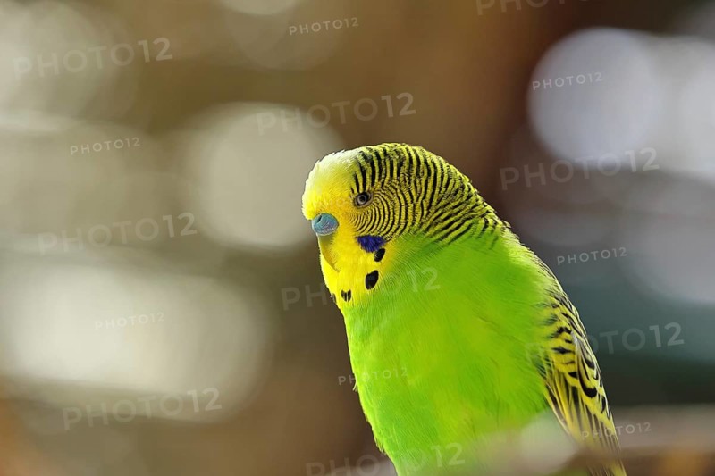 Budgerigar (Melopsittacus undulatus), adult, natural colours, on a branch, portrait, animal portrait, captive, occurrence in Australia, Hesse, Germany