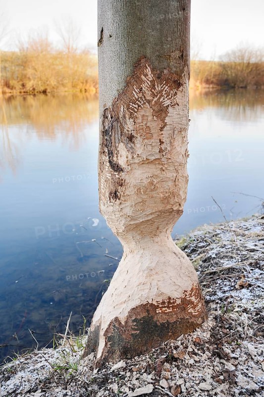 A deciduous tree on the riverbank, gnawed by an European beaver (Castor fiber), North Rhine-Westphalia, Germany