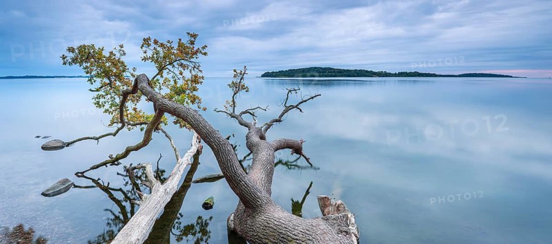 Quiet autumn evening on the Baltic Sea, the trunk of an oak tree lying in the water, Greifswalder Bodden, in the back the island of Vilm, sunset, near Putbus, Rügen island, Mecklenburg-Western Pomerania, Germany