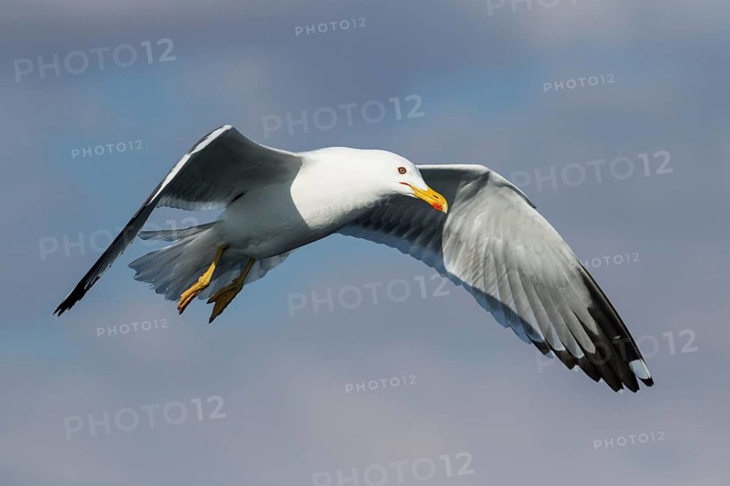 Lesser Black-backed Gull (Larus fuscus) flying, Eilat, Israel