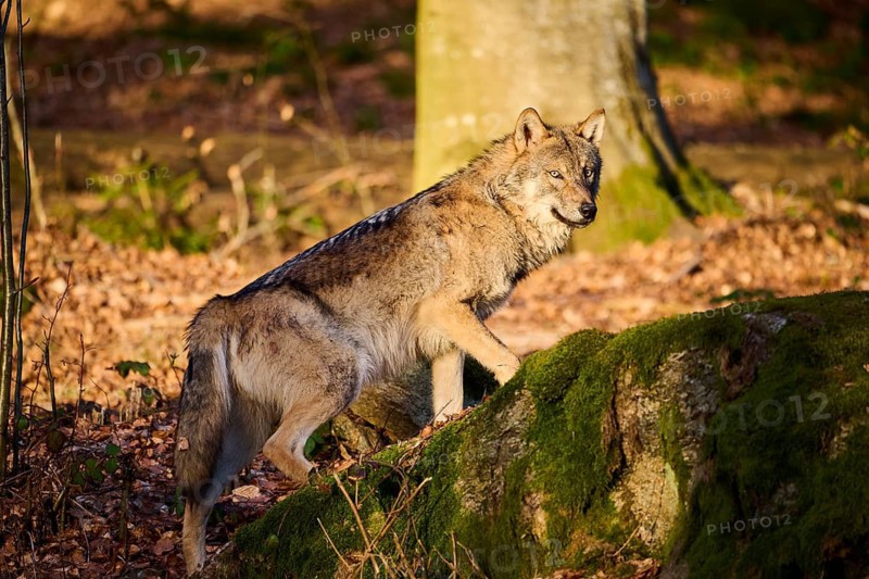 Close-up of a Eurasian wolf (Canis lupus lupus) in a forest in spring, Bavarian Forest National Park, Germany