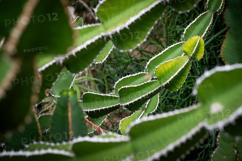 Euphorbia, Princess of Wales Conservatory, Royal Botanic Gardens (Kew Gardens), UNESCO World Heritage Site, Kew, Greater London, England, United Kingdom