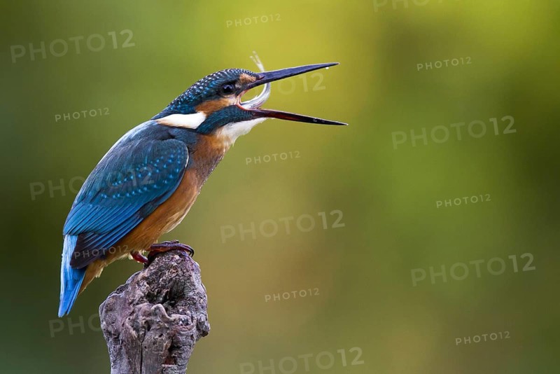 Common Kingfisher (Alcedo atthis) juvenile, Castile-La Mancha, Spain