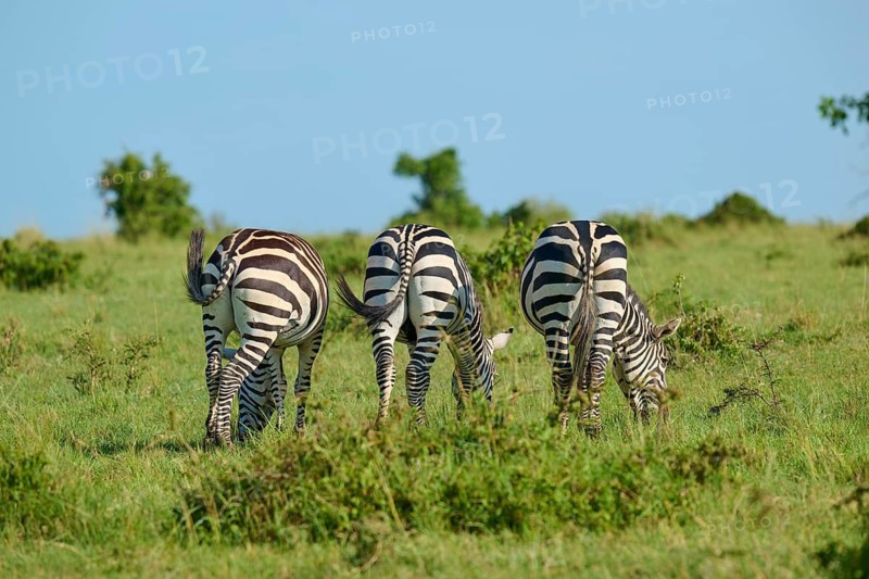 Three zebras, seen from behind, are grazing in a green meadow: Quagga (Equus quagga), Masai Mara National Reserve, Narok County, Kenya
