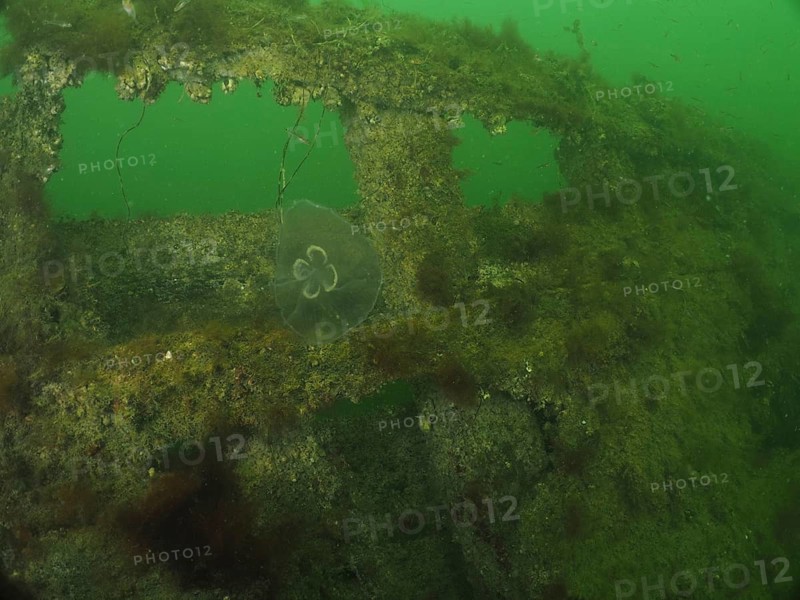 Moon jellyfish (Aurelia aurita) in front of an underwater wreck structure covered in seaweed, Severn Wreck (Trubbnos) dive site, Konabbsfjärden, Nynäshamn, Stockholm, Sweden