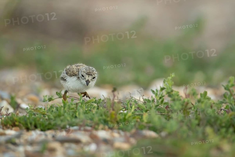 Ringed plover (Charadrius hiaticula) juvenile baby chick wading bird on a beach, Suffolk, England, United Kingdom