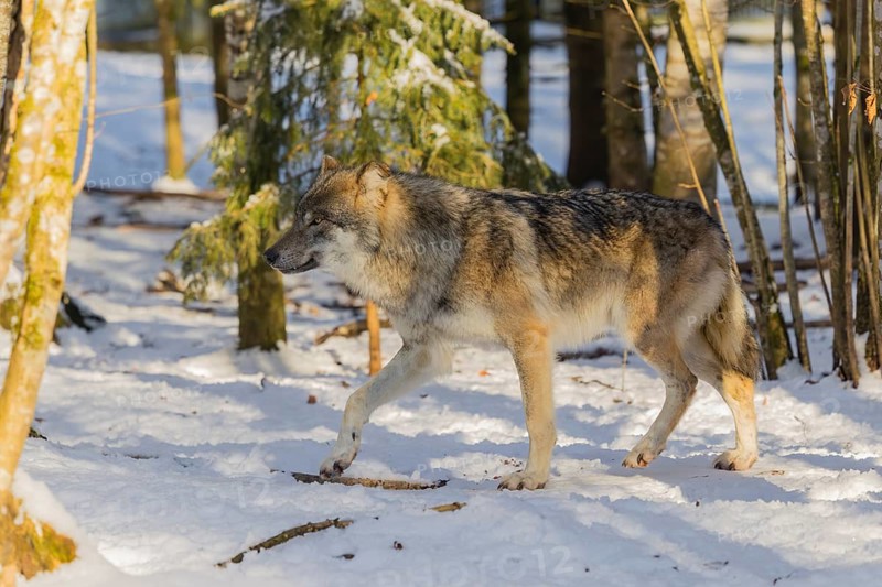 An adult male grey wolf (Canis lupus lupus) walks across the snow-covered meadow at the edge of the forest on a cold, sunny day