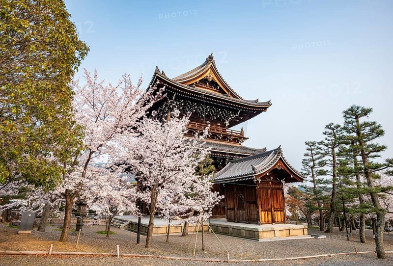 Sanmon Gate and blooming cherry trees, Konkai-Komyoji Temple, Buddhist Temple, Kyoto, Japan