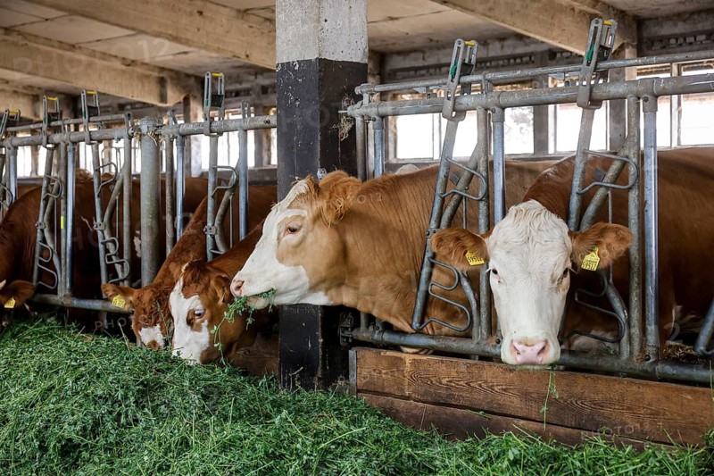 Oberlausitz, Saxony, Germany - Cattle eat fresh grass in the barn, the animals on this farm are kept in a species-appropriate manner on straw, with generous space above organic standards and fed with the farm's own feed, after eating the cattle are also allowed to return to the outside areas