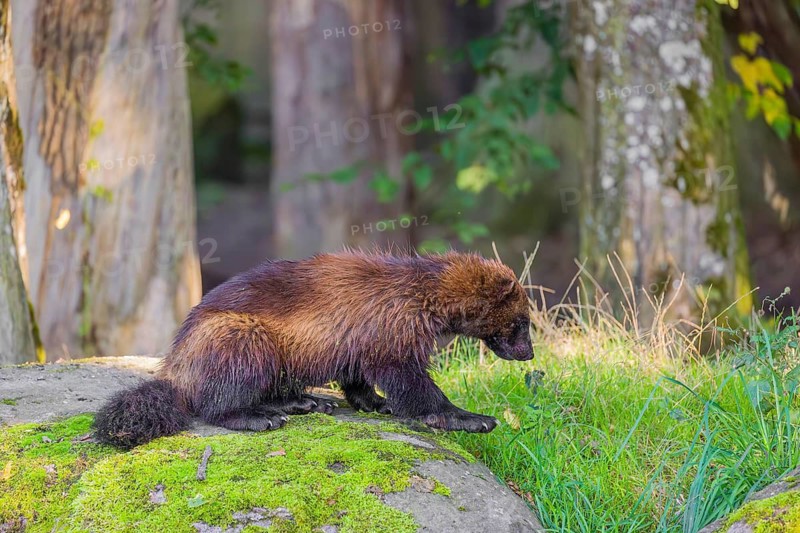 A wolverine (Gulo gulo) sits on a moss covered rock at a forest edge