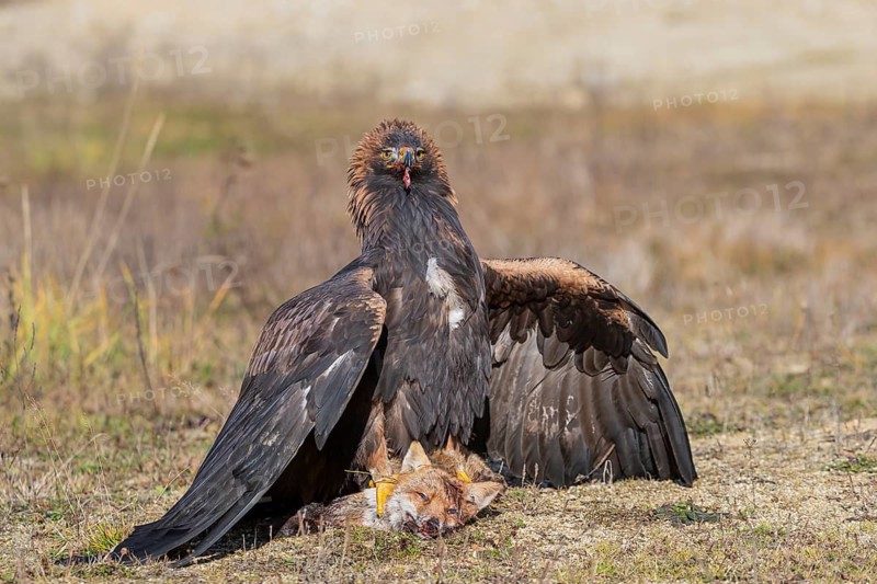 One golden eagle (Aquila chrysaetos) sitting in bright sunlight on a meadow, feeding on a dead fox