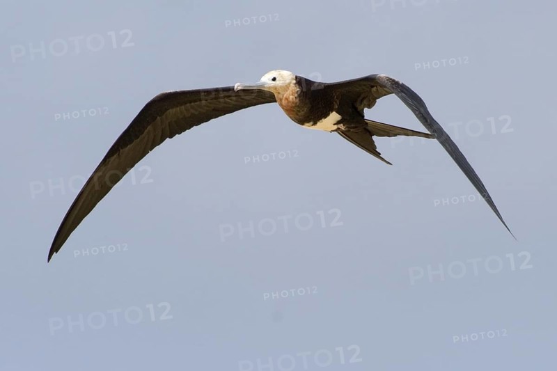 Christmas Frigatebird (Fregata andrewsi) juvenile flying, Christmas Island, Australia