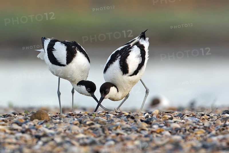 Pied Avocet (Recurvirostra avosetta) mating, Texel, Netherlands
