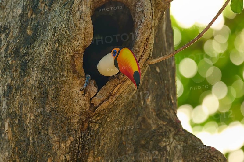A toucan is partially hidden in a tree hollow, surrounded by greenery, Toco toucan (Ramphastos toco), Pantanal, Mato Grosso, Brazil