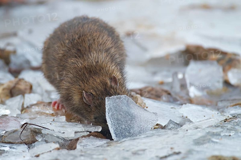 Brown rat (Rattus norvegicus) adult animal searching for food under the ice on a frozen pond, England, United Kingdom
