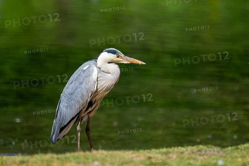 Grey heron (Ardea cinerea) standing on the grass at the shore of a lake, wildlife, Bavaria, Germany