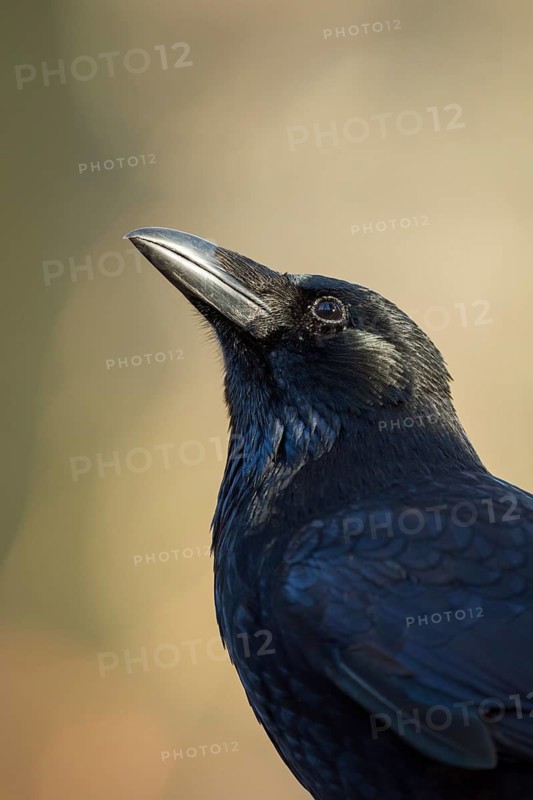Carrion Crow (Corvus corone), North Rhine-Westphalia, Germany