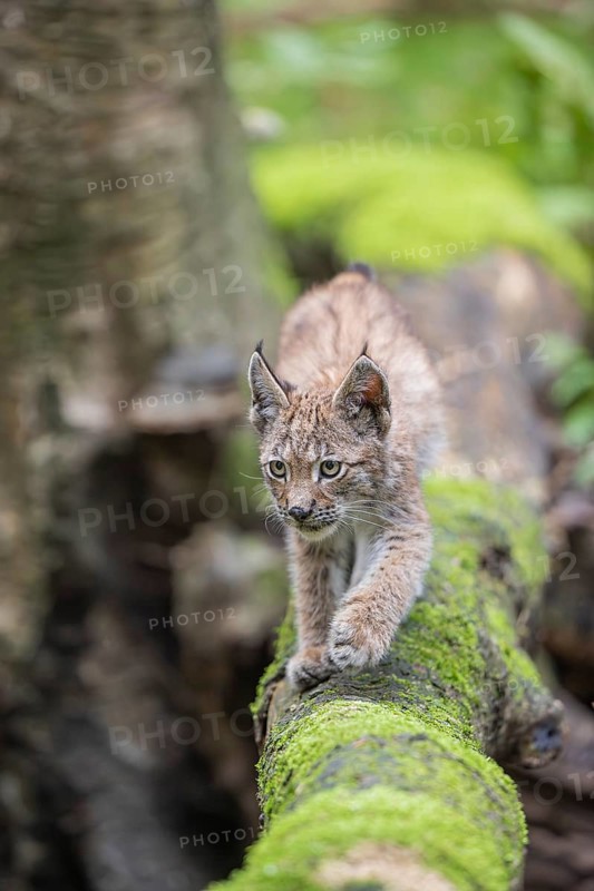 One young (10 weeks old) male Eurasian lynx, (Lynx lynx), crossing a creek, using a fallen tree as a natural bridge