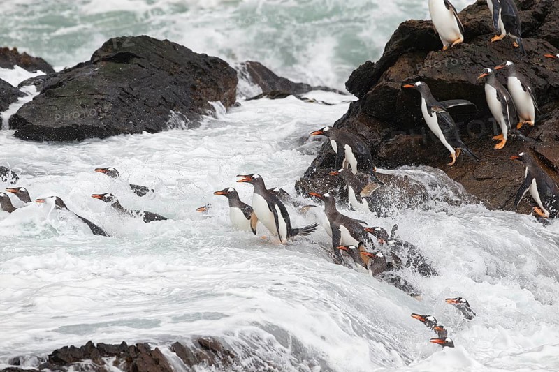 Gentoo Penguin (Pygoscelis papua) group hopping into the ocean, Steeple Jason Island, Falkland Islands