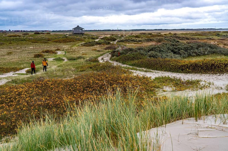 North Sea island of Spiekeroog, East Frisia, Lower Saxony, Germany, Dune landscape on the west coast