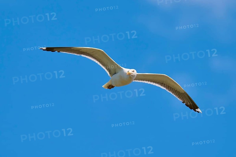 Gull with outstretched wings flying high in the blue sky, Great Black-backed Gull (Larus marinus), Seahouses, Inner Farne, Farne Islands, Northumberland, England, Great Britain