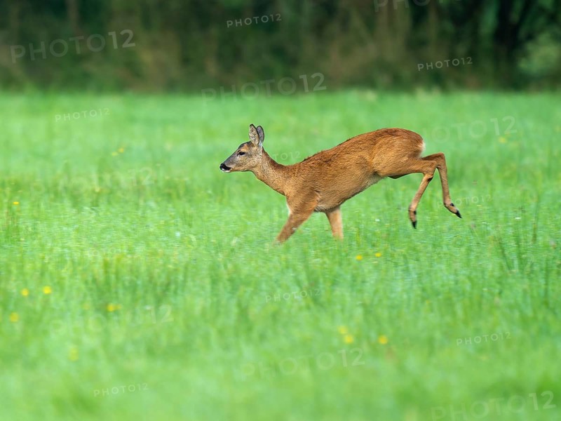 Roe deer (Capreolus capreolus), doe jumping across a meadow, wildlife, Lower Saxony, Germany