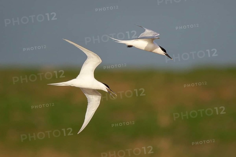 Sandwich Tern (Thalasseus sandvicensis) flying, Netherlands
