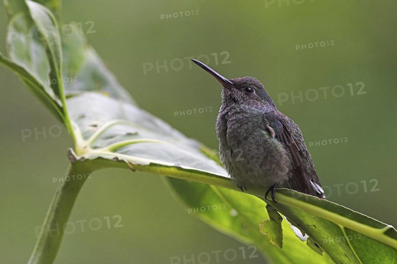 Stripe-tailed Hummingbird (Eupherusa eximia), Costa Rica