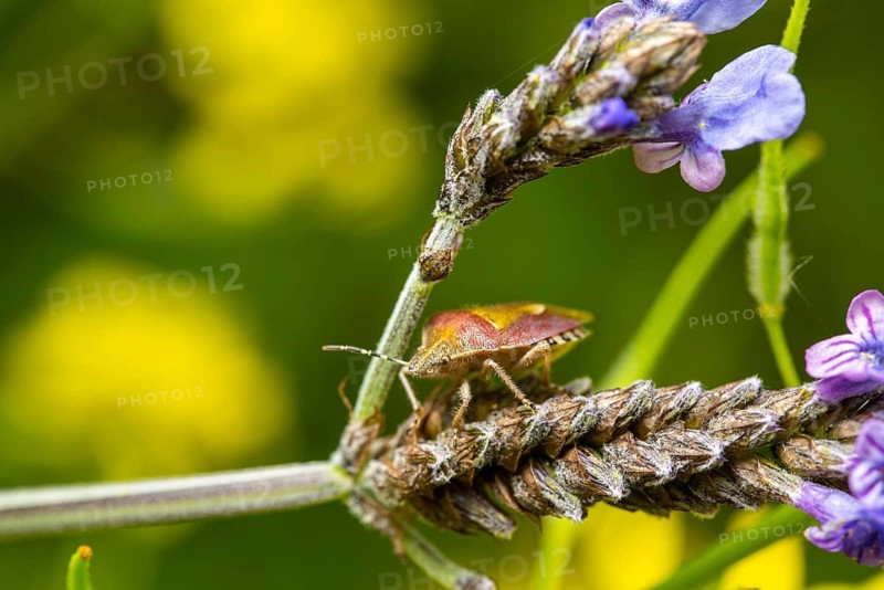 A vibrant macro photo showcasing a bug climbing on a flower stalk surrounded by purple petals and lush foliage, captured in a garden
