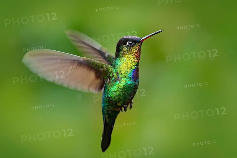 Fiery-throated Hummingbird, Panterpe insignis, shiny colour bird in fly. Wildlife flight action scene from tropic forest. Red glossy hummingbird in dark habitat. Mountain bright animal from Costa Rica
