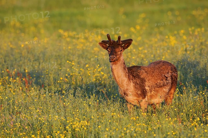 Fallow deer (Dama dama), fallow deer with velvet antlers standing in a flower meadow in spring, Zeeland, Netherlands