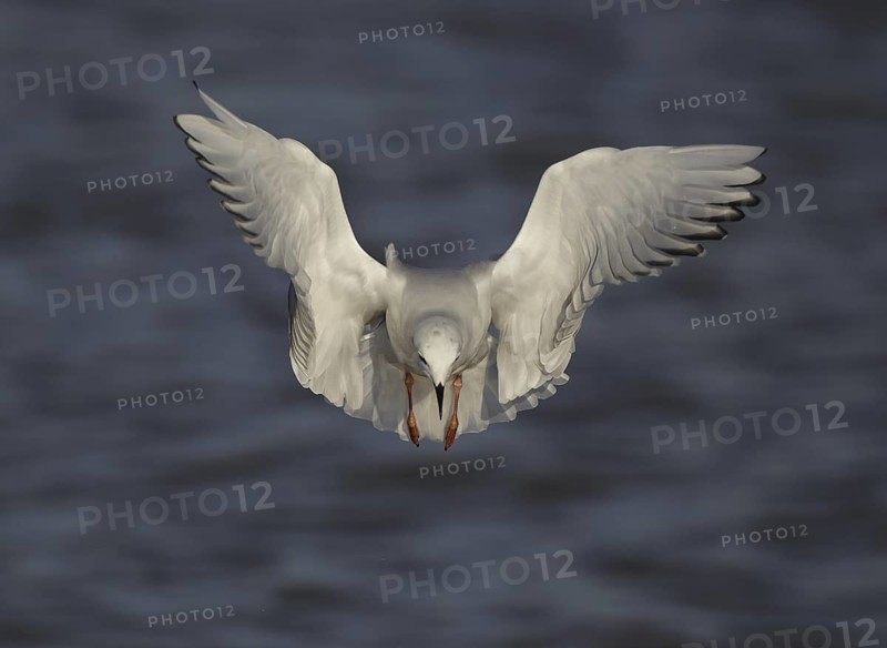 Bonaparte's Gull (Chroicocephalus philadelphia) flying, Ohio, USA