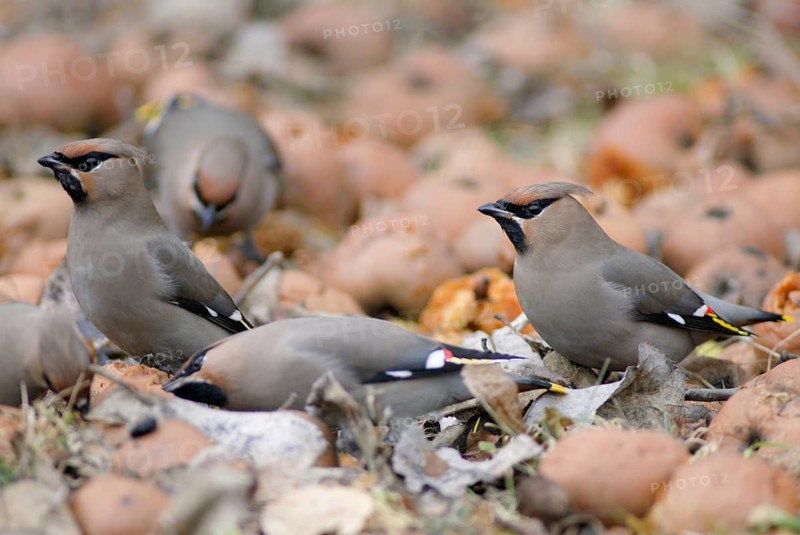 Bombycilla Garrulus, waxwing, birds, fallen fruit, meadow orchard, passeri, songbirds, songbirds, orchard, birds