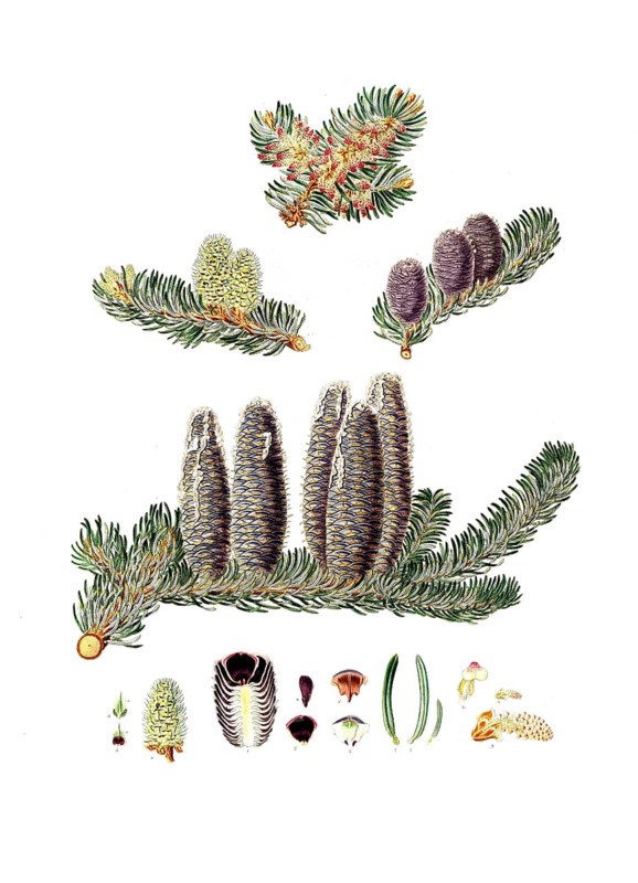 Balsam fir, Pinus Balsamea, Balm of Gilead fir, Abies balsamea or balsam fir, tree, digitally enhanced reproduction of an original by Aylmer Bourke Lambert (1761 - 1842), English botanist, published around 1810