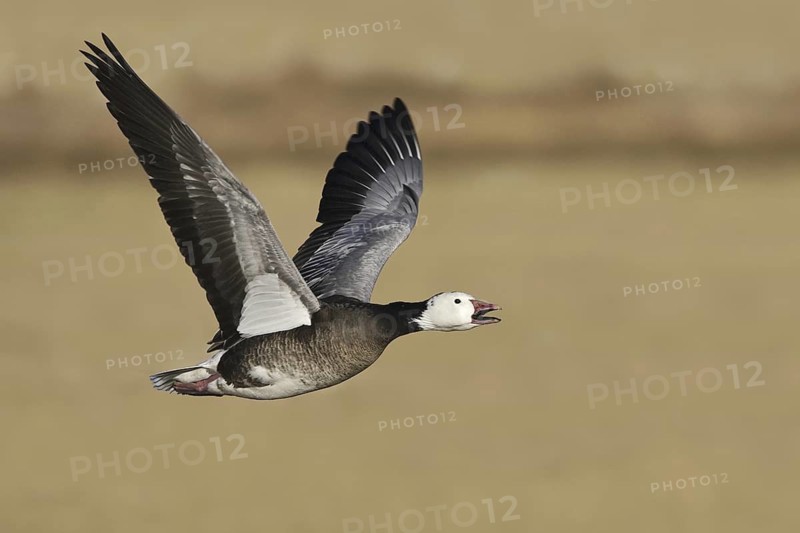 Snow Goose (Anser caerulescens), New Mexico, USA