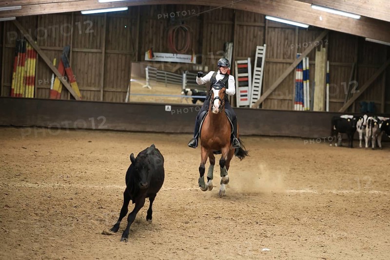 Working Equitation, cattle work, Leverkusen, North Rhine-Westphalia, Germany