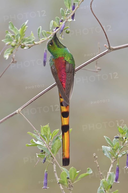 Red-tailed Comet (Sappho sparganura) perched on a branch in Bolivia, South America