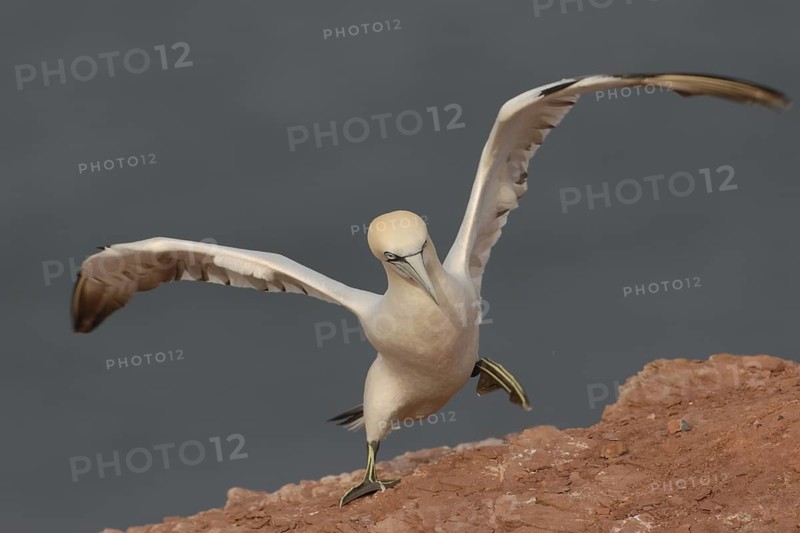 Northern Gannet (Morus bassanus), Schleswig-Holstein, Germany