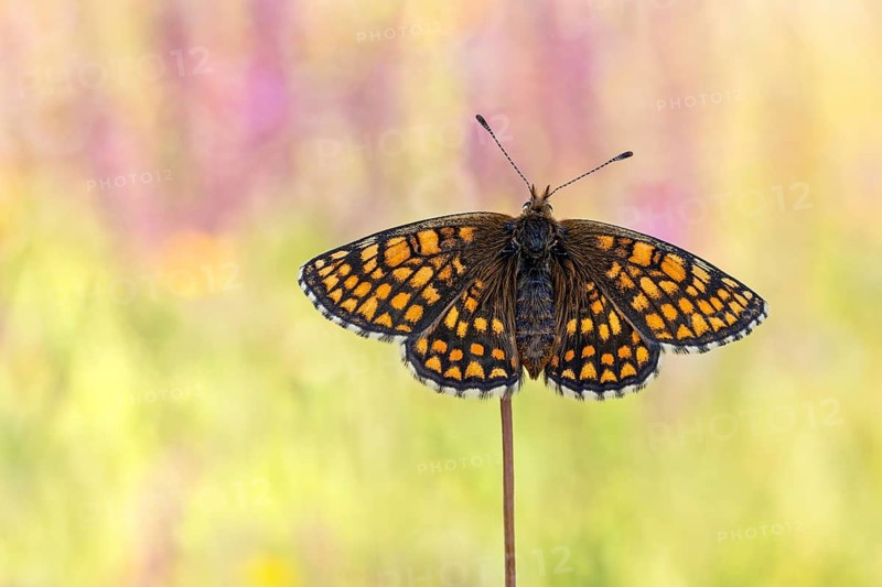 Der Ehrenpreis-Scheckenfalter (Melitaea aurelia) zeigt seine geöffneten Flügel von der Oberseite