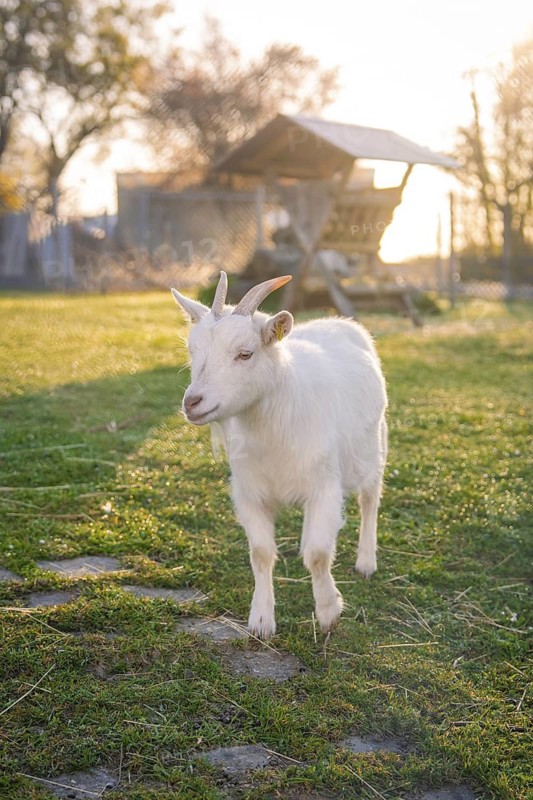 White goat walks slowly across a green meadow in sunlight, Schlehengäuschule, Gechingen, Hecken and Gäu region, Calw district, Germany