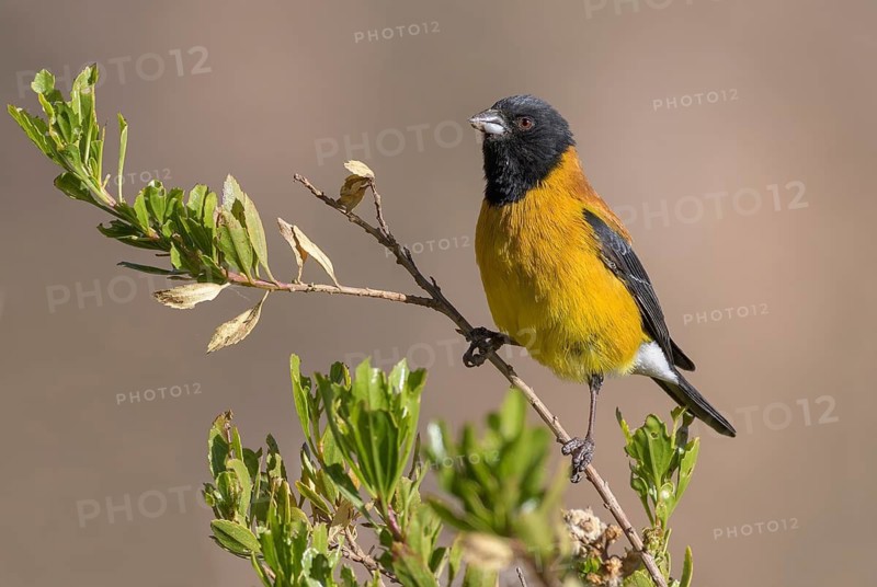 Black-hooded Sierra Finch (Phrygilus atriceps) male, Parinacota, Chile