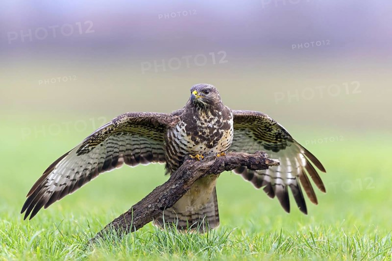 Buzzard, (Buteo buteo), animals, bird, bird of prey, buzzard, hawk family, Beindersheim, Bad Dürkheim district, Rhineland-Palatinate, Federal Republic of Germany